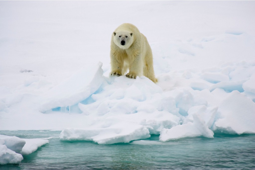 niedzwiedz_polarny_wwf_mini