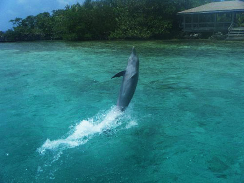 roatan delfiny Roatan, Roatan Honduras, rajska wyspa, podróże,0, Karaiby wyspa