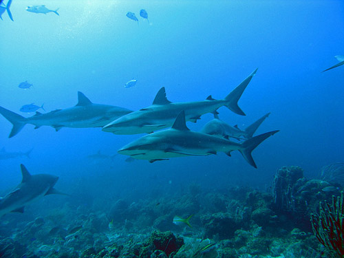 roatan rekiny Roatan, Roatan Honduras, rajska wyspa, podróże,0, Karaiby wyspa, pływanie z rekinami