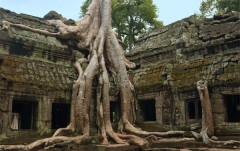 ta-prohm ta-prohm kamboża angkor wat