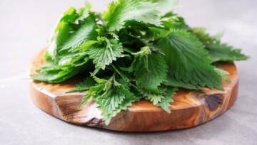 Zielone liście pokrzywy w drewnianej doniczce na szarym tle