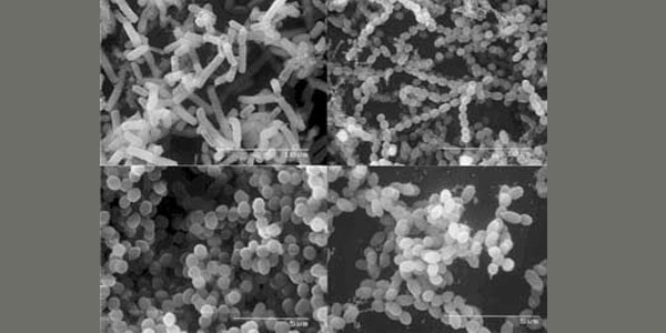 molekularna struktura probiotyku molekularna struktura probiotyku