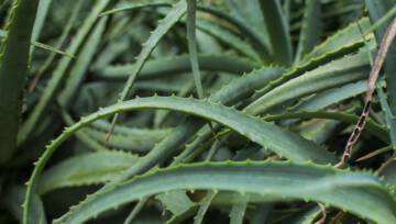 Aloes dobry na wszystko