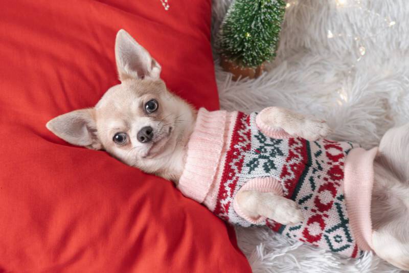 Ubranko ze swetra dla psa Ubranko ze swetra dla psa