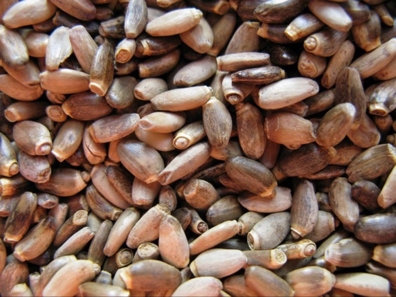 Ostropest plamisty - owoce