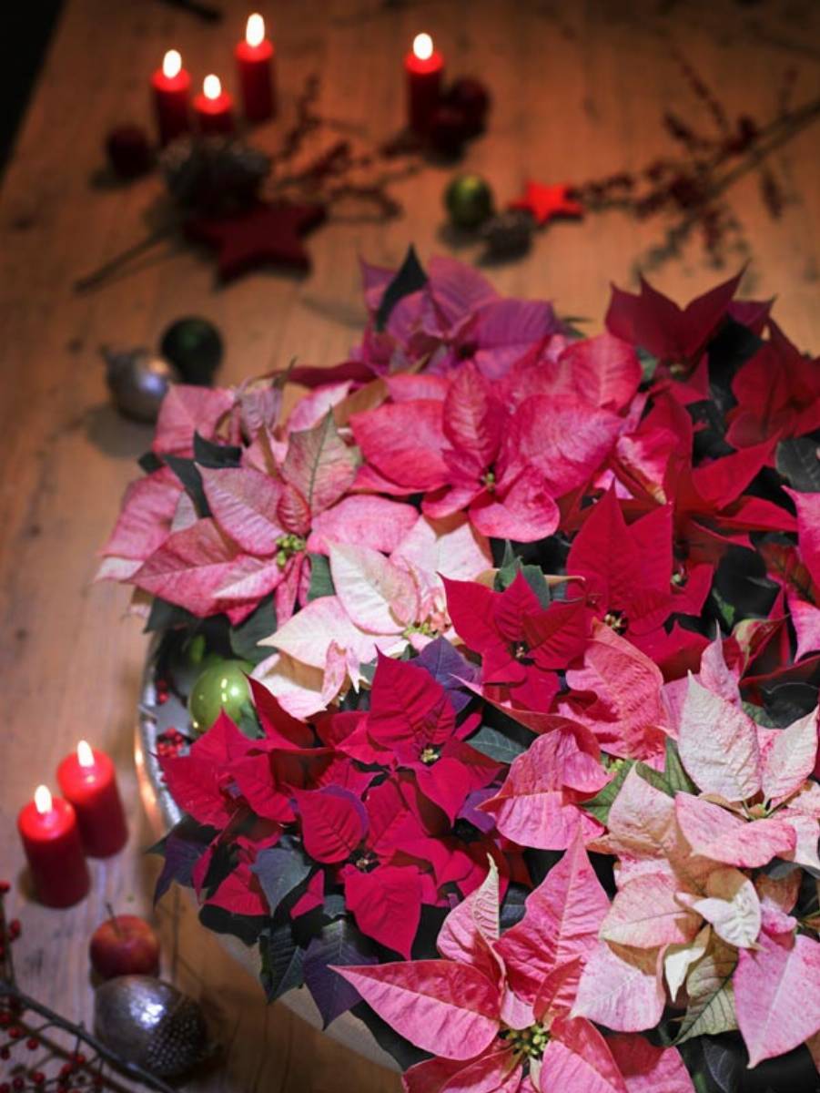 2014-weihnachtssterne-klassisch06.