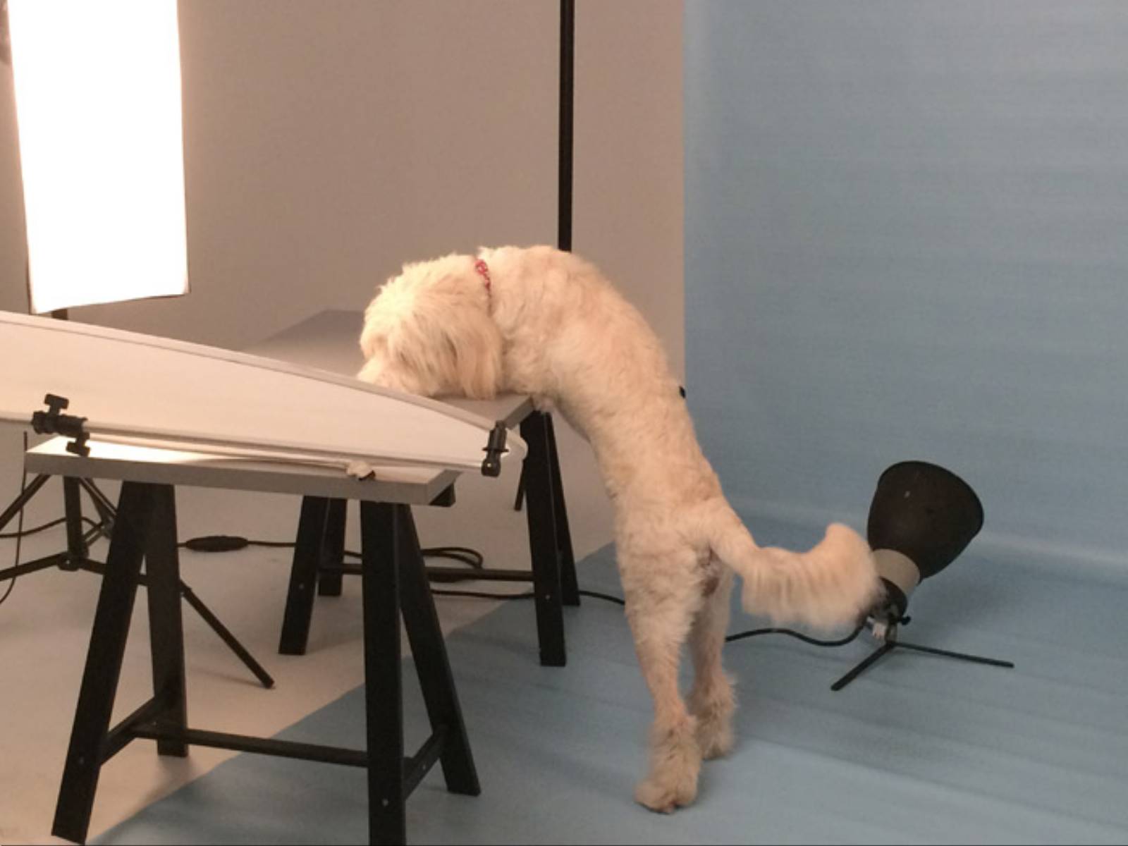 Paka dla Bezdomniaka (5)