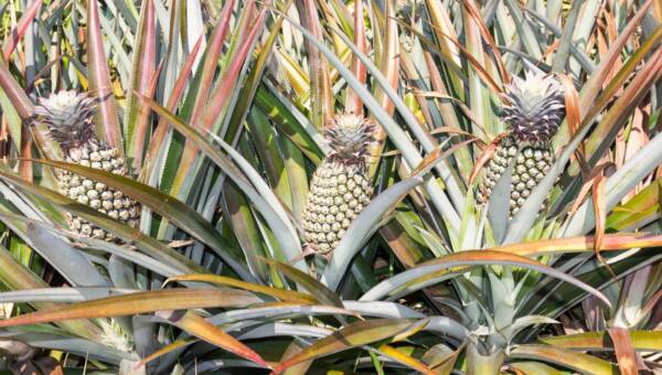 plantacja