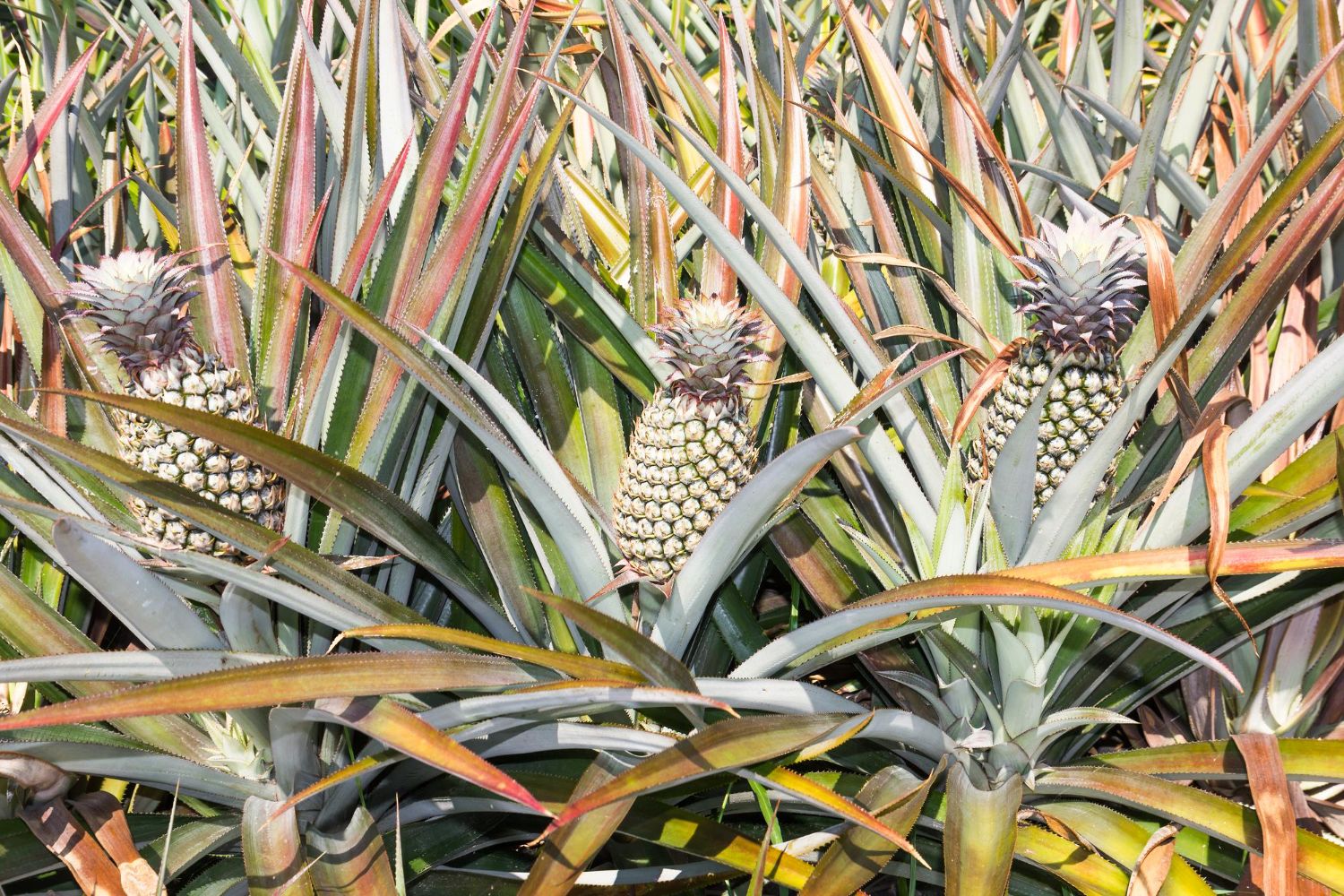 plantacja