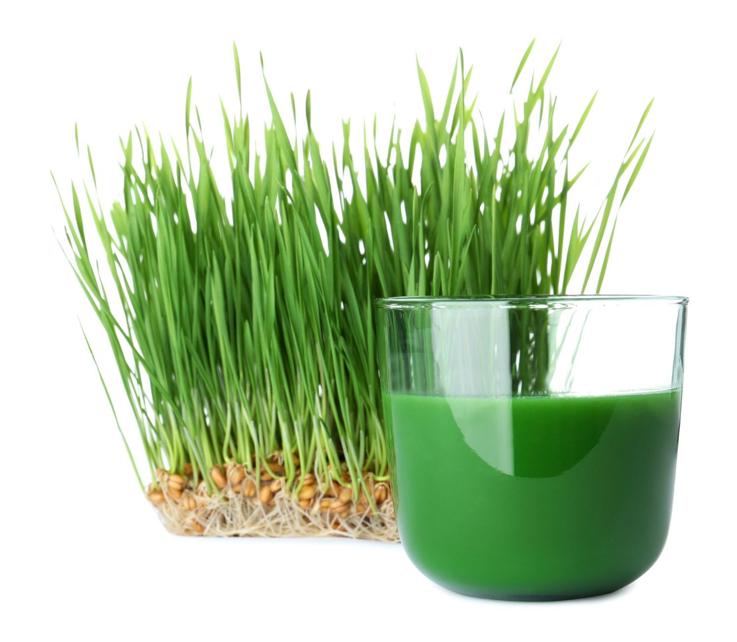 zielony jęczmień do picia