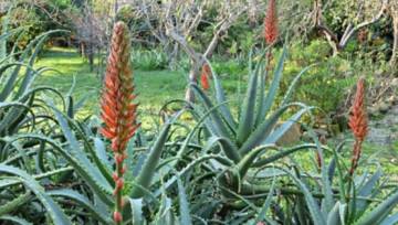 Aloes – właściwości i zastosowanie