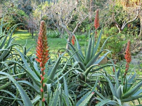 Aloes - właściwości