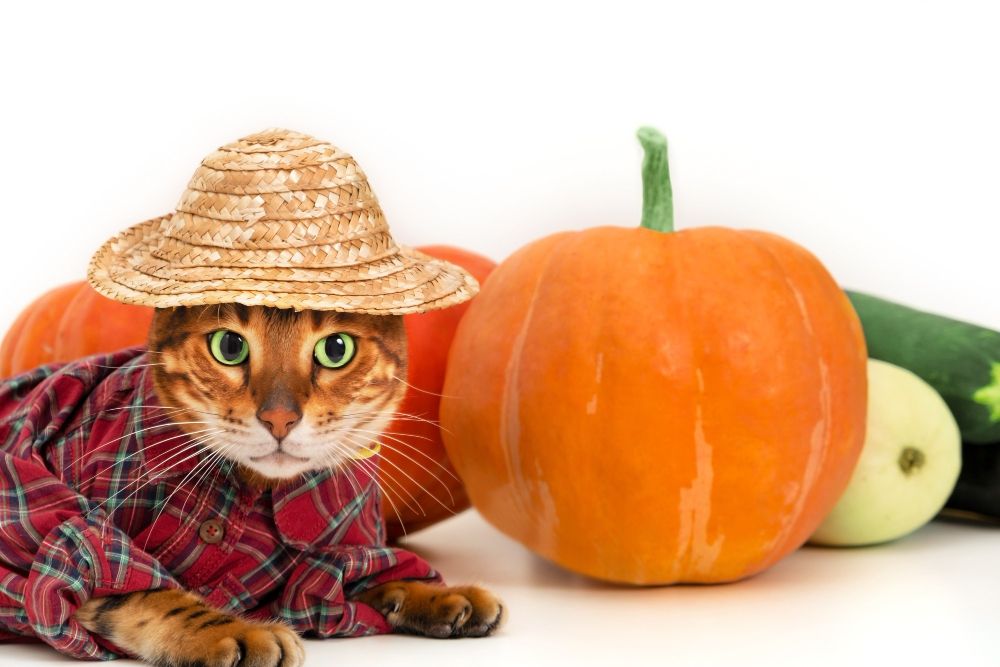 kot przebrany na halloween