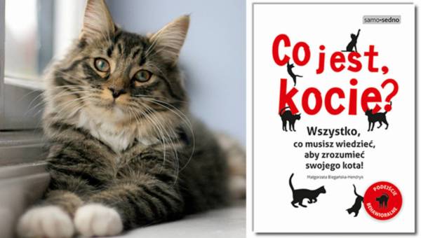 „Co jest, kocie?”, czyli wszystko, co musisz wiedzieć, aby zrozumieć swojego kota