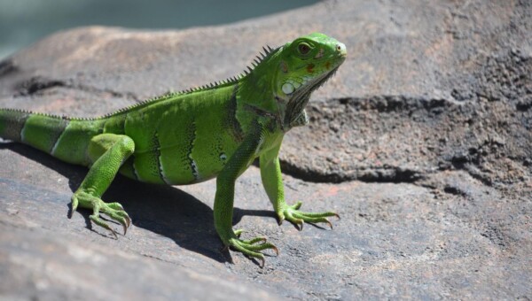 iguana