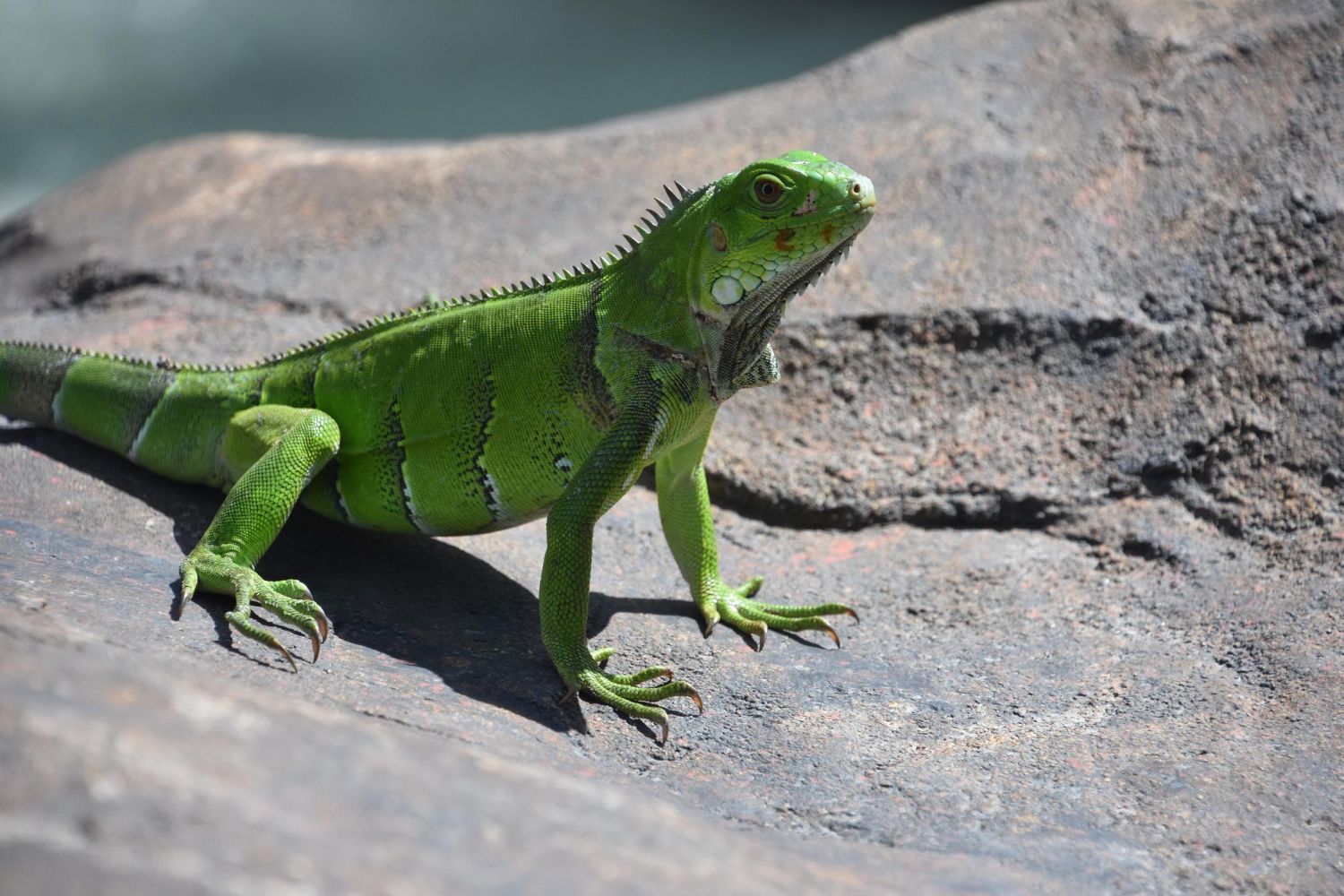 iguana