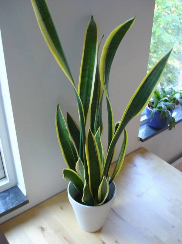 rośliny które produkują tlen w nocy -Snake_plant