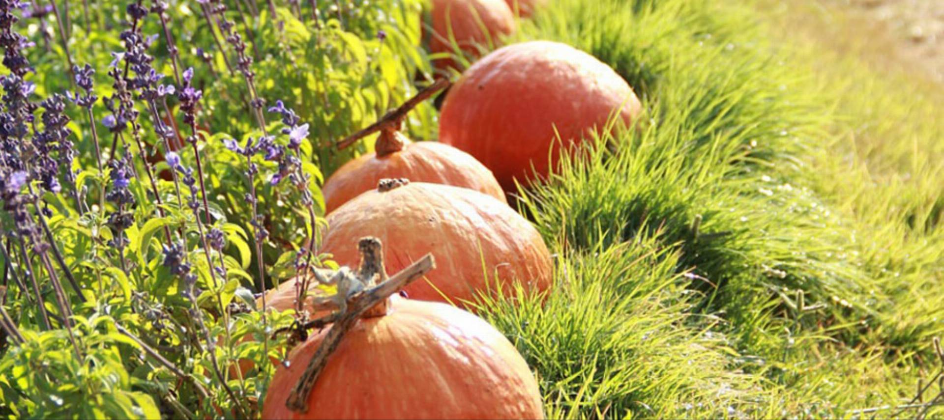 dynia-lawenda-jesien