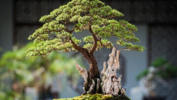 bonsai