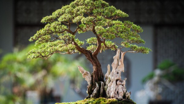 Bonsai – sztuka cierpliwości. Jak stworzyć i pielęgnować miniaturowe drzewko w domu?