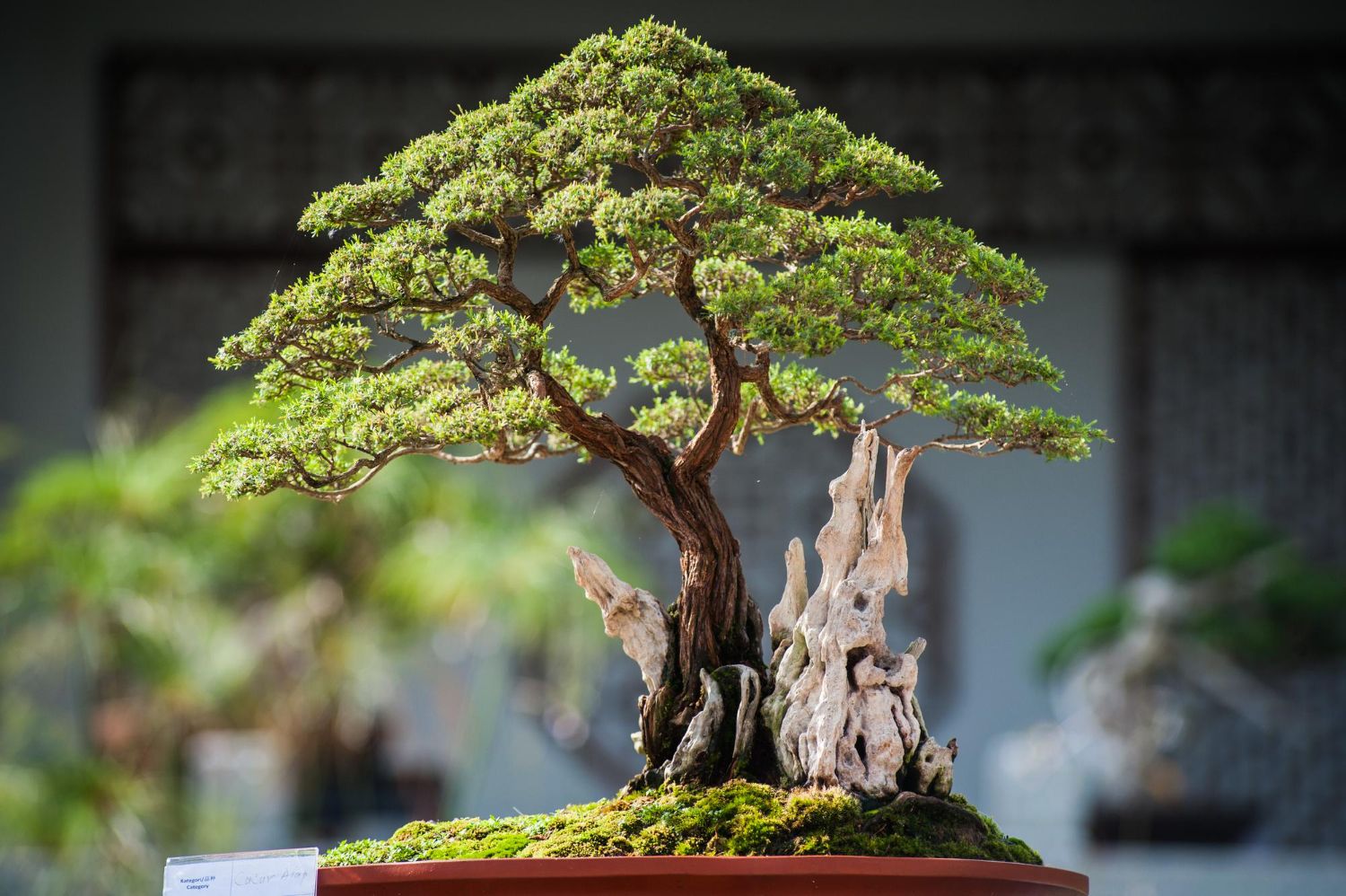 bonsai