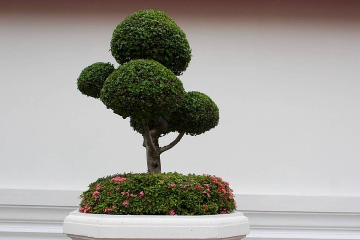 bonsai