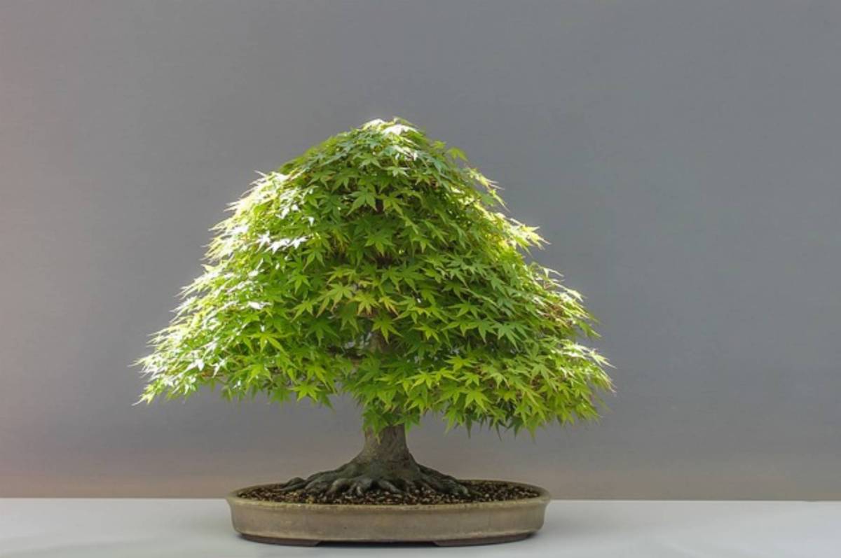 drzewko bonsai