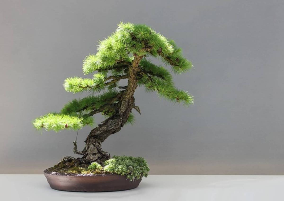 drzewko bonsai