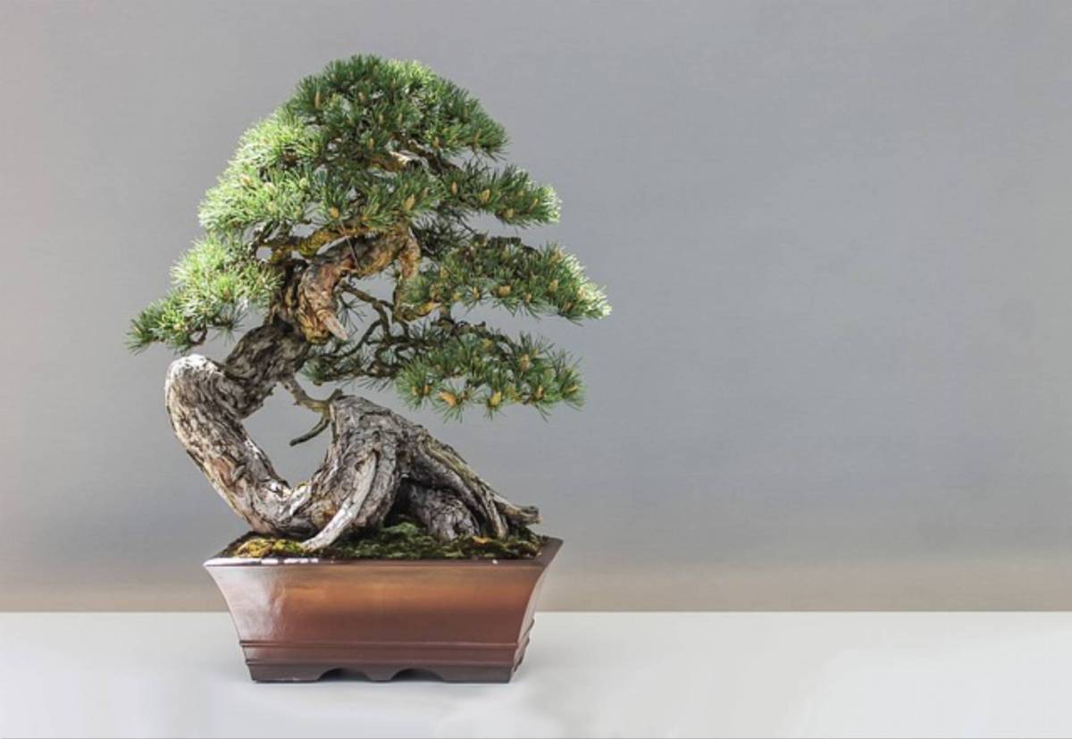 drzewko bonsai