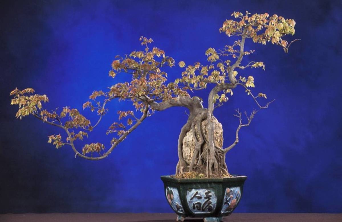 drzewko bonsai