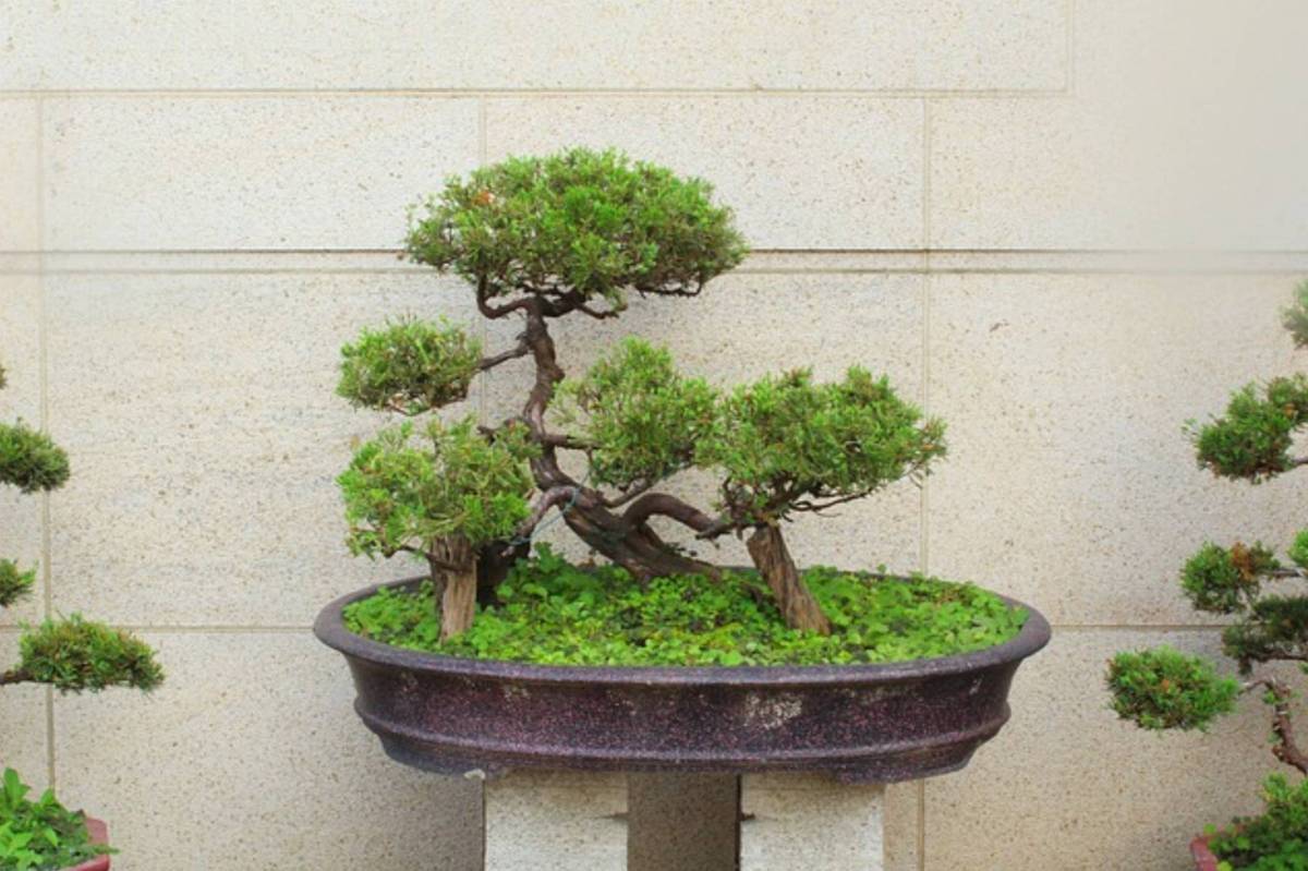 drzewko bonsai