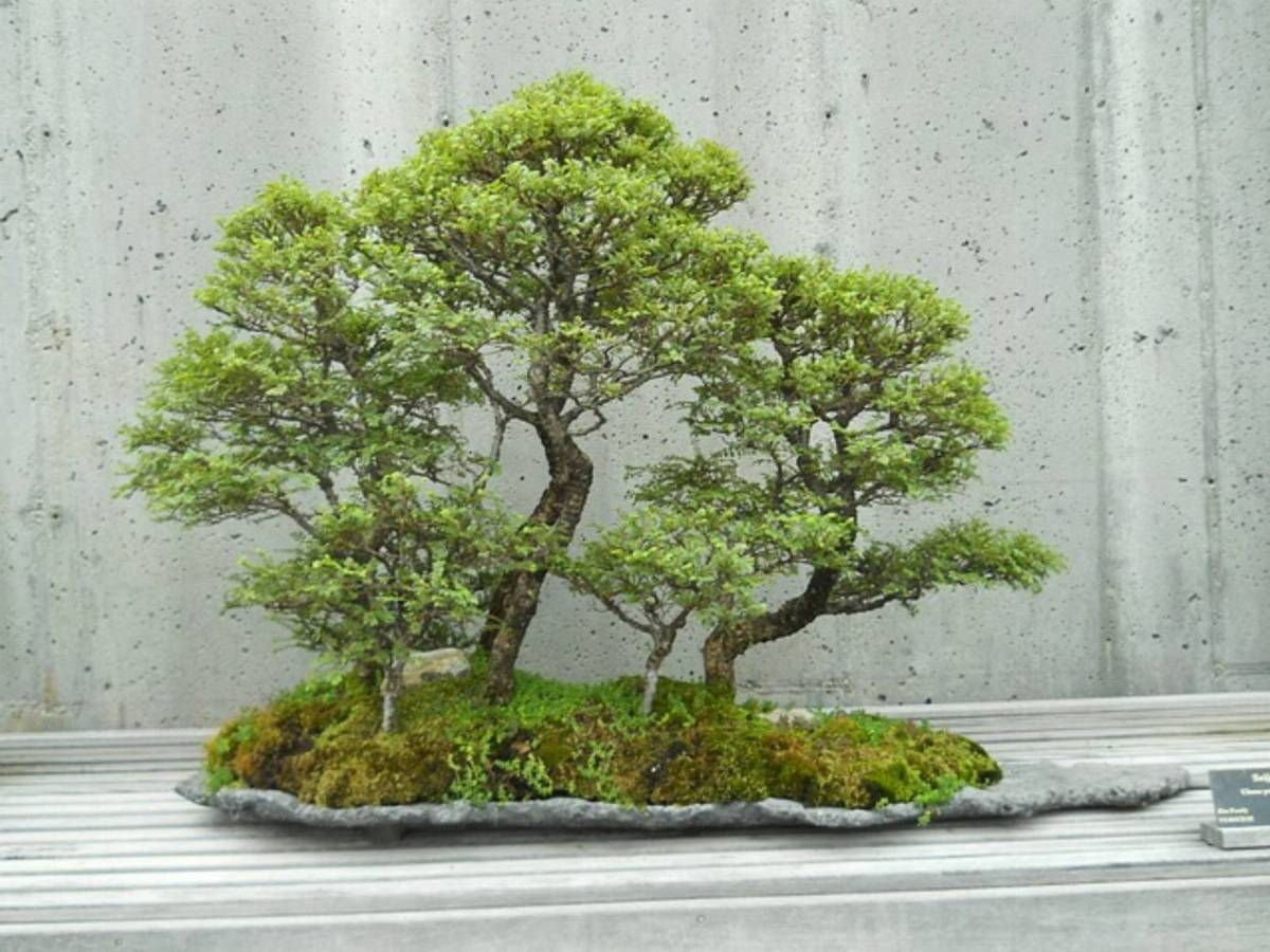 drzewko bonsai