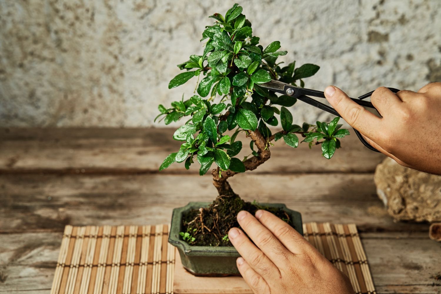 pielęgnacja bonsai
