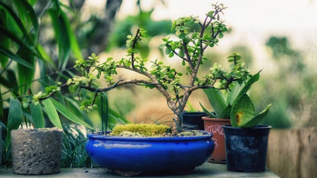 bonsai