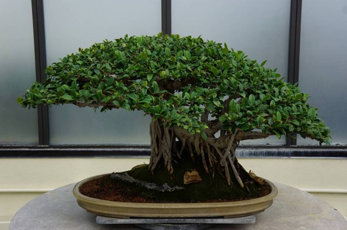 drzewko bonsai