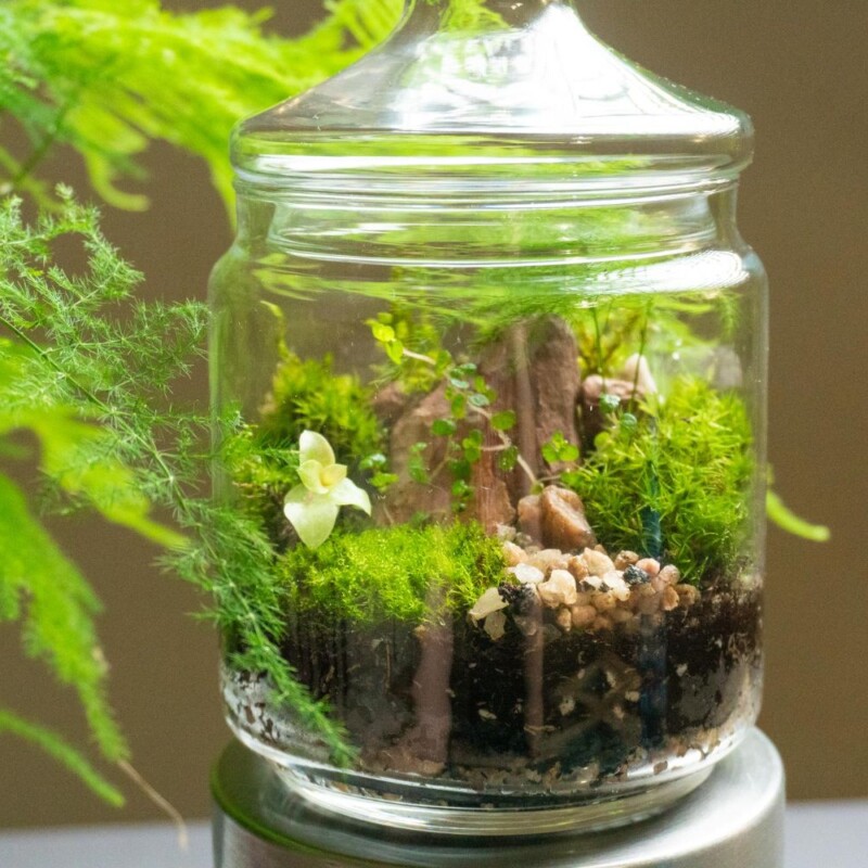 Las w słoiku jak z bajki. Zobacz, jak stworzyć własne terrarium roślinne