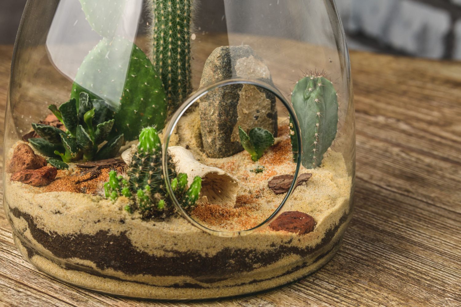 otwarte terrarium roślinne