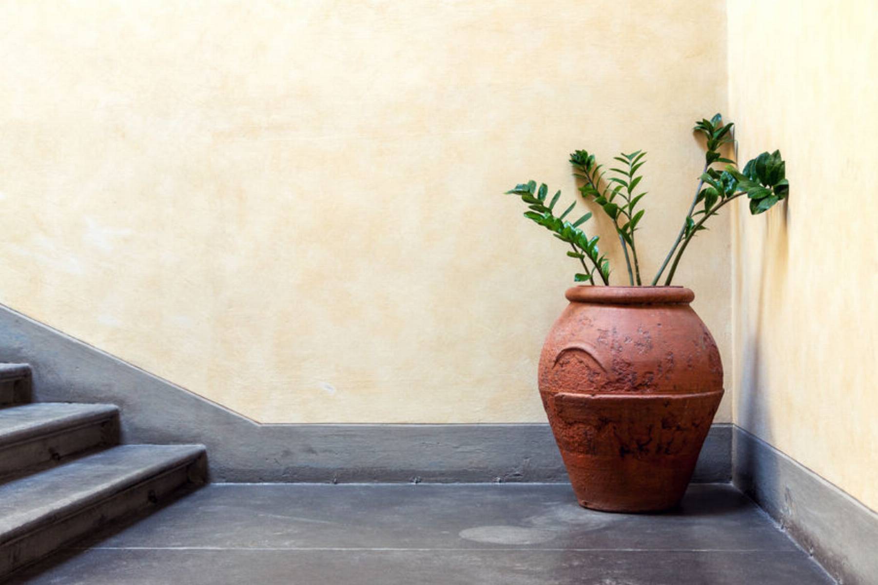 rośliny łatwe w uprawie