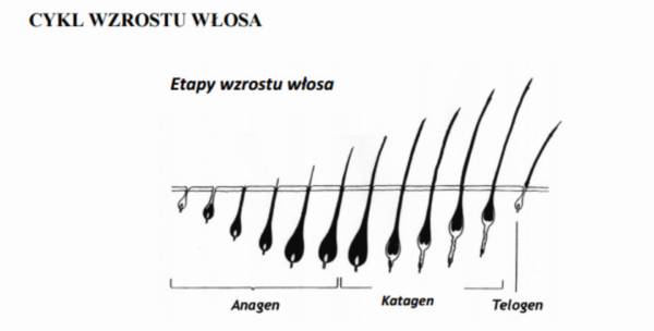 cykl wzrostu włosa