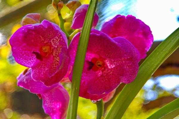 Storczyk z gatunku Dendrobium