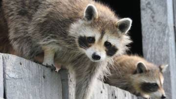 nietypowe zwierzęta domowe