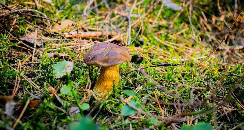 6 powodów, dla których warto je jeść