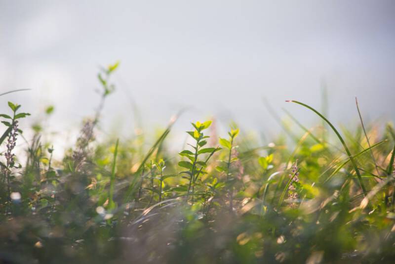 Jak wywołać okres ziołami