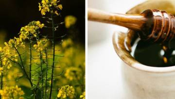 Miód rzepakowy