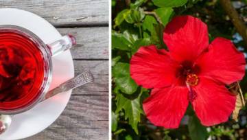 Hibiskus. Dlaczego warto pić napar z hibiskusa?