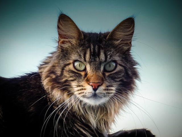 kot rasy maine coon
