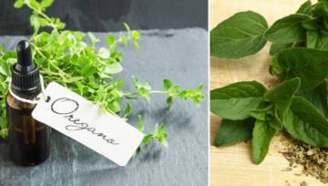 Olejek z oregano – zastosowanie na wirusy, bakterie i grzyby