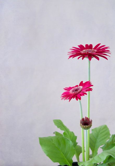 Gerbera