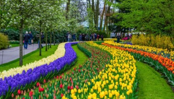 Keukenhof