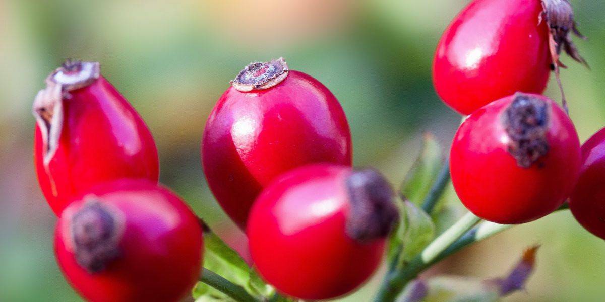 owoce dzikiej róży zawierające witaminę c do wykorzystania w domowych maseczkach na twarz